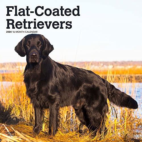 Flat-Coated Retrievers | 2024 12 x 24 Inch Monthly Square Wall Calendar | BrownTrout | Animals Dog Breeds