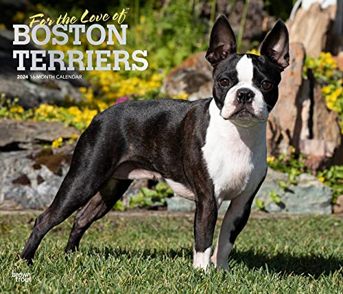 For the Love of Boston Terriers | 2024 14 x 24 Inch Monthly Deluxe Wall Calendar | Foil Stamped Cover | BrownTrout | Animal Dog Breeds