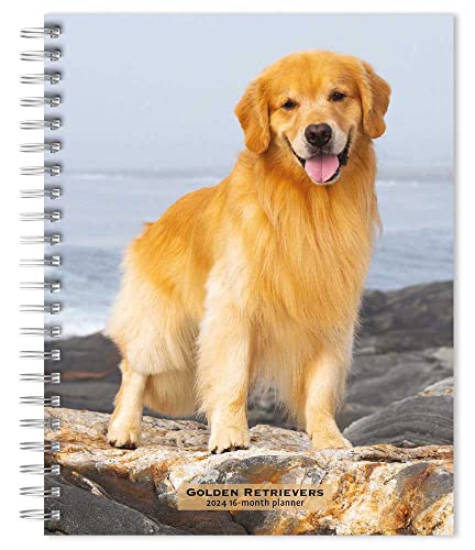 Golden Retrievers | 2024 6 x 7.75 Inch Spiral-Bound Wire-O Weekly Engagement Planner Calendar | New Full-Color Image Every Week | BrownTrout | Animals Dog Breeds Pets