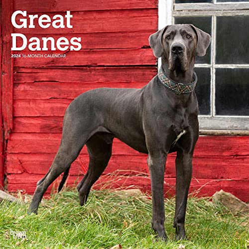 Great Danes International Edition | 2024 12 x 24 Inch Monthly Square Wall Calendar | BrownTrout | Animals Dog Breeds
