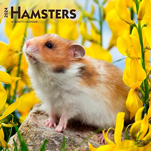 Hamsters | 2024 12 x 24 Inch Monthly Square Wall Calendar | BrownTrout | Animals Wildlife Pets
