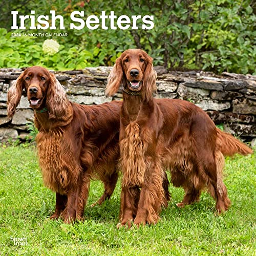 Irish Setters | 2024 12 x 24 Inch Monthly Square Wall Calendar | BrownTrout | Animals Dog Breeds