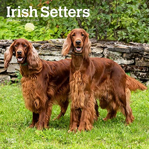Irish Setters | 2024 12 x 24 Inch Monthly Square Wall Calendar | BrownTrout | Animals Dog Breeds Irish Setters | 2024 12 x 24 Inch Monthly Square Wall Calendar | BrownTrout | Animals Dog Breeds