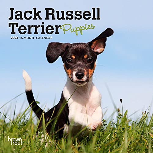 Jack Russell Terrier Puppies | 2024 7 x 14 Inch Monthly Mini Wall Calendar | BrownTrout | Animals Dog Breeds Puppy