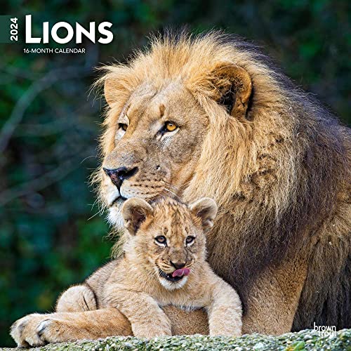 Lions | 2024 12 x 24 Inch Monthly Square Wall Calendar | BrownTrout | Animals Wildlife