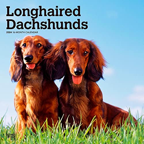 Longhaired Dachshunds | 2024 12 x 24 Inch Monthly Square Wall Calendar | BrownTrout | Animals Small Dog Breeds