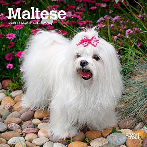 Maltese | 2024 7 x 14 Inch Monthly Mini Wall Calendar | BrownTrout | Animals Small Dog Breeds