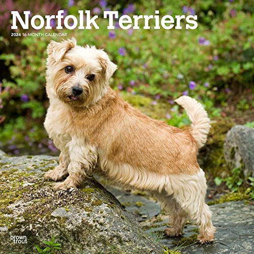 Norfolk Terriers | 2024 12 x 24 Inch Monthly Square Wall Calendar | BrownTrout | Animals Dog Breeds