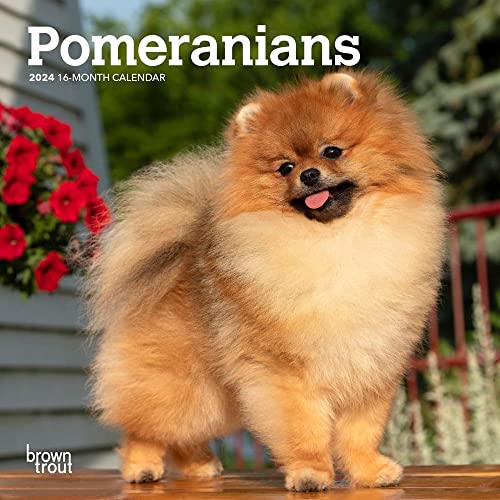 Pomeranians | 2024 7 x 14 Inch Monthly Mini Wall Calendar | BrownTrout | Animals Small Dog Breeds