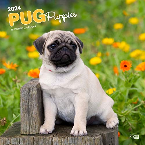 Pug Puppies | 2024 12 x 24 Inch Monthly Square Wall Calendar | BrownTrout | Animals Dog Breeds Puppy