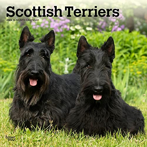 Scottish Terriers | 2024 12 x 24 Inch Monthly Square Wall Calendar | BrownTrout | Animals Small Scottie