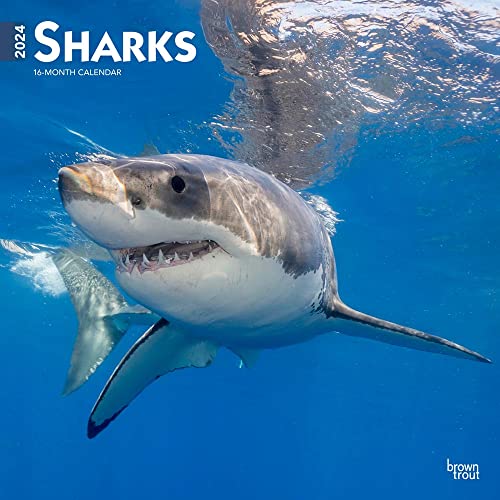 Sharks | 2024 12 x 24 Inch Monthly Square Wall Calendar | BrownTrout | Wildlife Marine Animals Fish