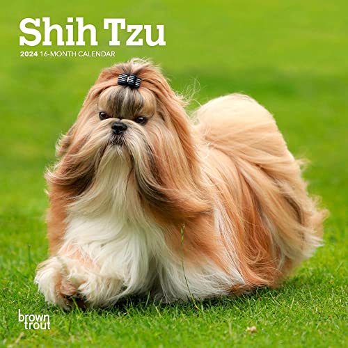Shih Tzu | 2024 7 x 14 Inch Monthly Mini Wall Calendar | BrownTrout | Animals Small Dog Breeds