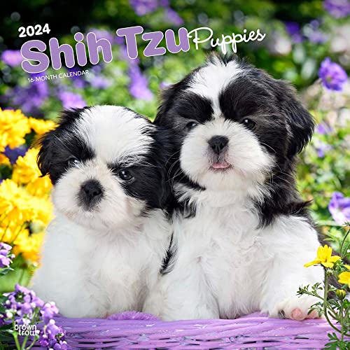 Shih Tzu Puppies | 2024 12 x 24 Inch Monthly Square Wall Calendar | BrownTrout | Animal Small Dog Breed Puppy