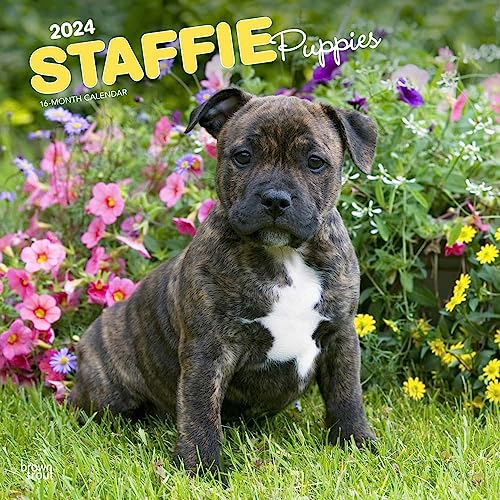 Staffordshire Bull Terriers Puppies | 2024 12 x 24 Inch Monthly Square Wall Calendar | BrownTrout | Staffies Dog Breeds