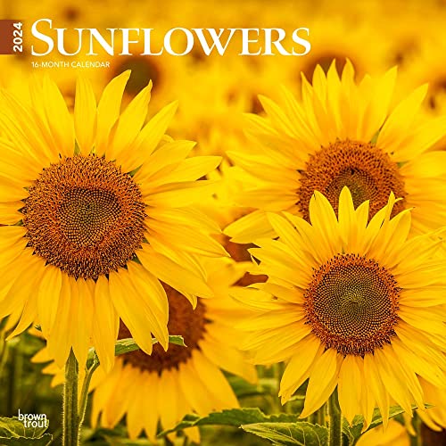 Sunflowers | 2024 12 x 24 Inch Monthly Square Wall Calendar | BrownTrout | Flower Floral Plant Outdoor Nature