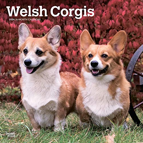 Welsh Corgis | 2024 12 x 24 Inch Monthly Square Wall Calendar | BrownTrout | Animals Dog Breeds