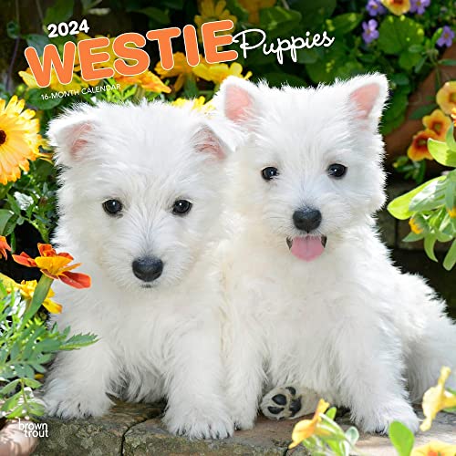West Highland White Terrier Puppies | 2024 12 x 24 Inch Monthly Square Wall Calendar | BrownTrout | Animals Dog Breeds Puppy