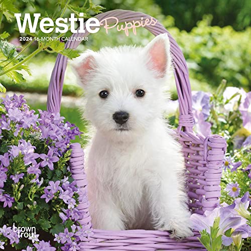 West Highland White Terrier Puppies | 2024 7 x 14 Inch Monthly Mini Wall Calendar | BrownTrout | Animals Dog Breeds Puppy West Highland White Terrier Puppies | 2024 7 x 14 Inch Monthly Mini Wall Calendar | BrownTrout | Animals Dog Breeds Puppy