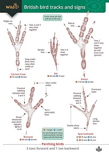 Guide to British bird tracks and signs