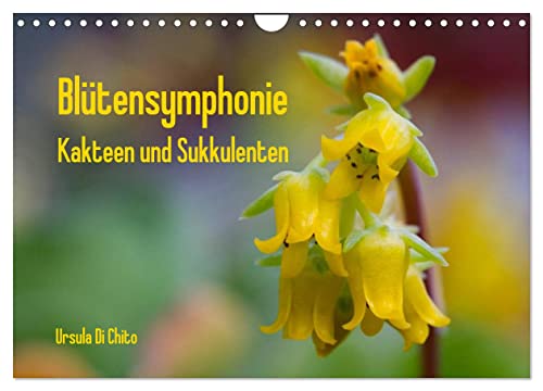Blütensymphonie - Kakteen und Sukkulenten (Wandkalender 2024 DIN A4 quer), CALVENDO Monatskalender von CALVENDO