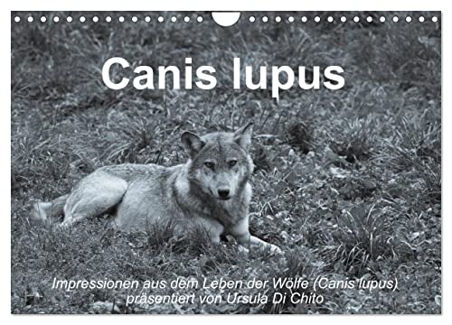 Canis lupus (Wandkalender 2024 DIN A4 quer), CALVENDO Monatskalender von CALVENDO