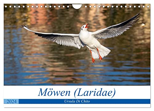 Möwen (Laridae) (Wandkalender 2024 DIN A4 quer), CALVENDO Monatskalender von CALVENDO