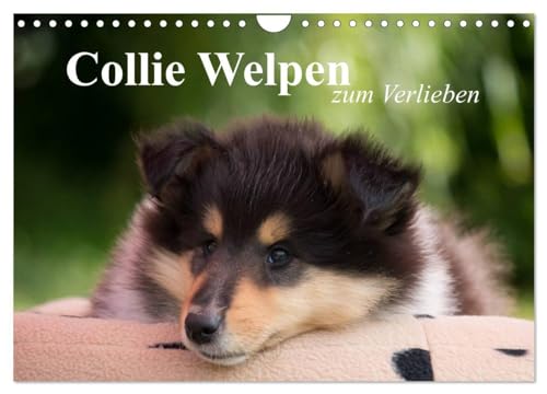 Collie Welpen zum Verlieben (Wandkalender 2024 DIN A4 quer), CALVENDO Monatskalender: Wunderschöne Collie Welpen in allen drei Farben.