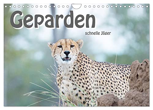 Geparden - schnelle Jäger (Wandkalender 2024 DIN A4 quer), CALVENDO Monatskalender von CALVENDO