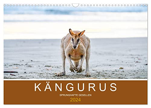 Kängurus, sprunghafte Gesellen (Wandkalender 2024 DIN A3 quer), CALVENDO Monatskalender von CALVENDO