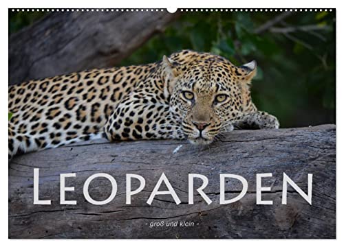 Leoparden - groß und klein (Wandkalender 2024 DIN A2 quer), CALVENDO Monatskalender