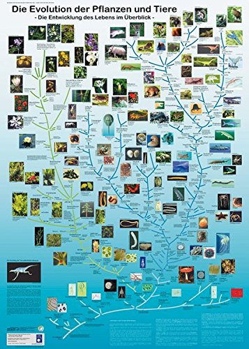 Die Evolution der Pflanzen und Tiere: Die Entwicklung des Lebens im Überblick (Planet-Poster-Box) von Planet Poster Editions