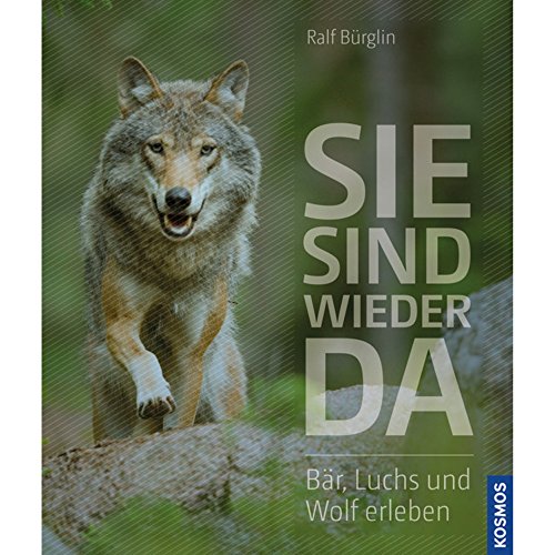 Sie sind wieder da: Bär, Luchs und Wolf erleben