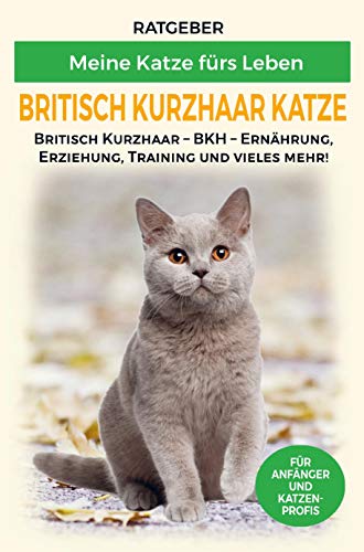 Britisch Kurzhaar Katze: Erziehung, Ernährung und Pflege und vieles mehr über die BKH Katze