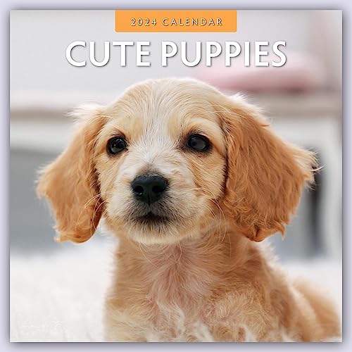 Cute Puppies – Niedliche Hundewelpen 2024 – 16-Monatskalender: Original Red Robin Publishing Ltd-Kalender [Mehrsprachig] [Kalender] (Wall-Kalender) von Brown Trout-Auslieferer Flechsig