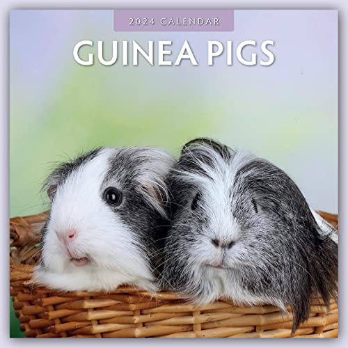 Guinea Pigs - Meerschweinchen 2024 - 16-Monatskalender: Original Red Robin Publishing Ltd-Kalender [Mehrsprachig] [Kalender] (Wall-Kalender)