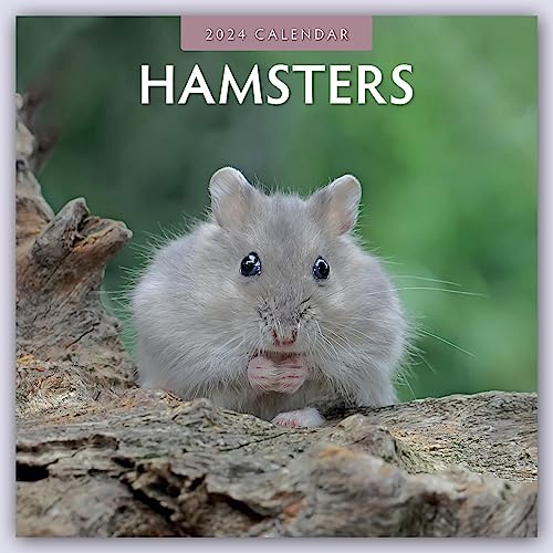 Hamsters – Hamster 2024 - 16-Monatskalender: Original Red Robin Publishing Ltd-Kalender [Mehrsprachig] [Kalender] (Wall-Kalender) von Brown Trout-Auslieferer Flechsig