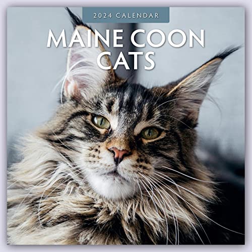 Maine Coon Cats – Maine Coon Katzen 2024 – 16-Monatskalender: Original Red Robin Publishing Ltd-Kalender [Mehrsprachig] [Kalender] (Wall-Kalender) von Brown Trout-Auslieferer Flechsig