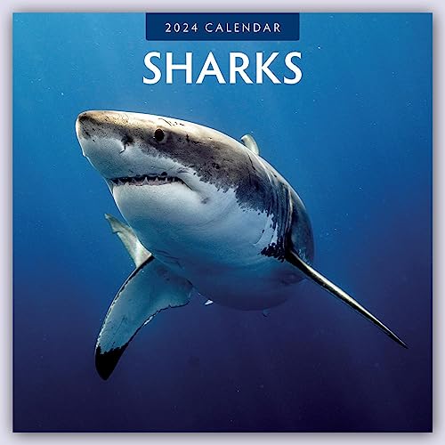Sharks – Haie 2024 – 16-Monatskalender: Original Red Robin Publishing Ltd-Kalender [Mehrsprachig] [Kalender] (Wall-Kalender)