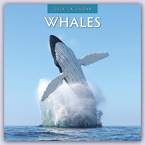 Whales – Wale 2024 – 16-Monatskalender: Original Red Robin Publishing Ltd-Kalender [Mehrsprachig] [Kalender] (Wall-Kalender) von Brown Trout-Auslieferer Flechsig
