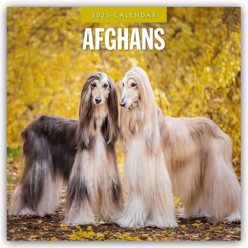 Afghans – Afghanischer Windhund 2025 – 16-Monatskalender: Original Red Robin Publishing Ltd-Kalender [Mehrsprachig] [Kalender] (Wall-Kalender)
