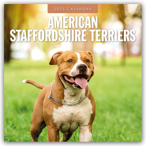 American Staffordshire Terriers – American Staffordshire Terrier 2025 – 16-Monatskalender: Original Red Robin Publishing Ltd-Kalender [Mehrsprachig] [Kalender] (Wall-Kalender)
