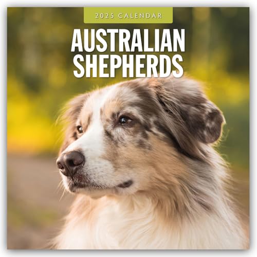 Australian Shepherds – Australian Shepherd 2025 – 16-Monatskalender: Original Red Robin Publishing Ltd-Kalender [Mehrsprachig] [Kalender] (Wall-Kalender)