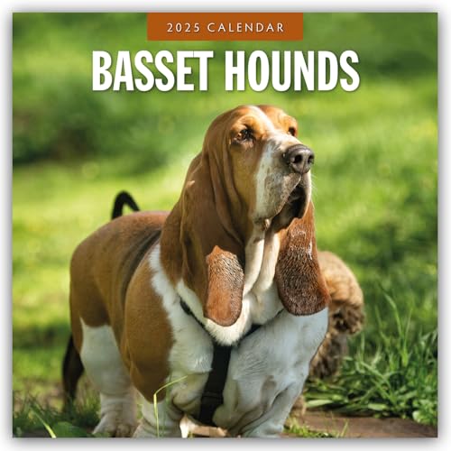 Basset Hounds – Basset Hound 2025 – 16-Monatskalender: Original Red Robin Publishing Ltd-Kalender [Mehrsprachig] [Kalender] (Wall-Kalender)
