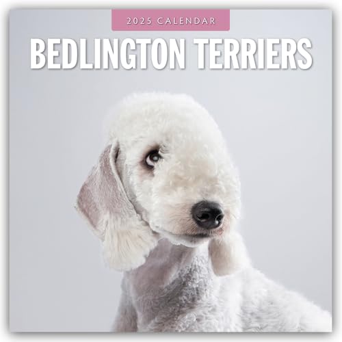 Bedlington Terrier – Bedlington Terriers 2025 – 16-Monatskalender: Original Red Robin Publishing Ltd-Kalender [Mehrsprachig] [Kalender] (Wall-Kalender)