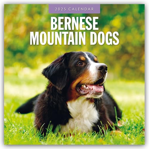 Bernese Mountain Dog – Berner Sennenhund 2025 – 16-Monatskalender: Original Red Robin Publishing Ltd-Kalender [Mehrsprachig] [Kalender] (Wall-Kalender)