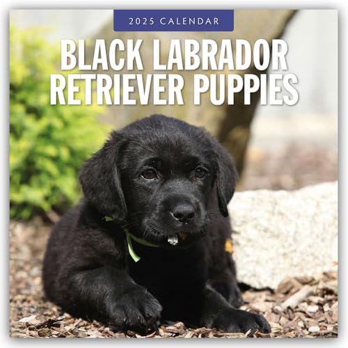 Black Labrador Retriever Puppies – Schwarze Labrador Retriever Welpen 2025 – 16-Monatskalender: Original Red Robin Publishing Ltd-Kalender [Mehrsprachig] [Kalender] (Wall-Kalender)