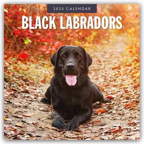 Black Labrador Retrievers – Schwarze Labrador Retriever 2025 – 16-Monatskalender: Original Red Robin Publishing Ltd-Kalender [Mehrsprachig] [Kalender] (Wall-Kalender)