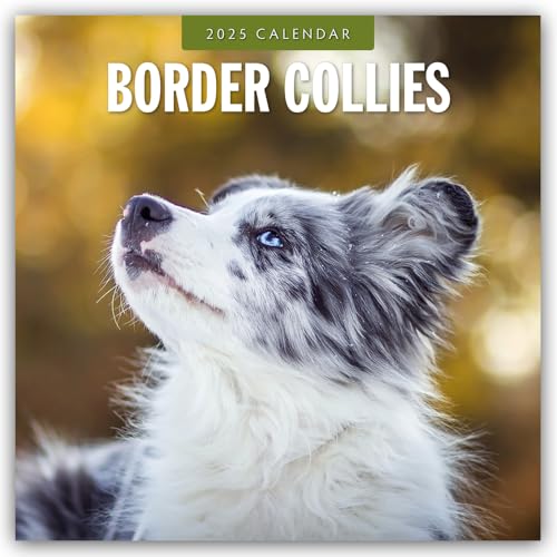 Border Collies – Border Collie 2025 – 16-Monatskalender: Original Red Robin Publishing Ltd-Kalender [Mehrsprachig] [Kalender] (Wall-Kalender)