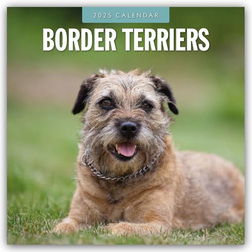 Border Terriers – Border Terrier 2025 – 16-Monatskalender: Original Red Robin Publishing Ltd-Kalender [Mehrsprachig] [Kalender] (Wall-Kalender)